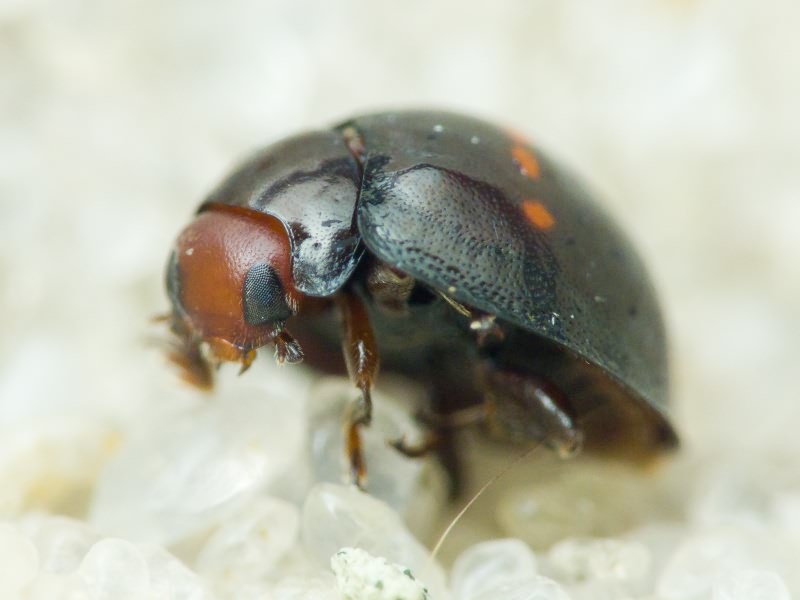 Chilocorus bipustulatus (Linnaeus, 1758)